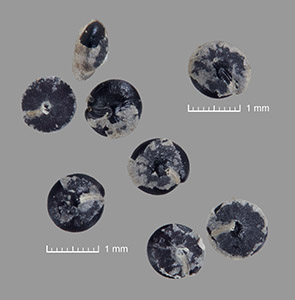 Seeds of UCR 10745